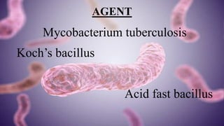 AGENT
Mycobacterium tuberculosis
Koch’s bacillus
Acid fast bacillus
 