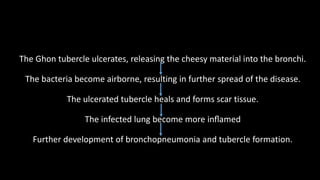 The Ghon tubercle ulcerates, releasing the cheesy material into the bronchi.
The bacteria become airborne, resulting in further spread of the disease.
The ulcerated tubercle heals and forms scar tissue.
The infected lung become more inﬂamed
Further development of bronchopneumonia and tubercle formation.
 