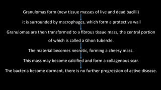 Granulomas form (new tissue masses of live and dead bacilli)
it is surrounded by macrophages, which form a protective wall
Granulomas are then transformed to a ﬁbrous tissue mass, the central portion
of which is called a Ghon tubercle.
The material becomes necrotic, forming a cheesy mass.
This mass may become calciﬁed and form a collagenous scar.
The bacteria become dormant, there is no further progression of active disease.
 