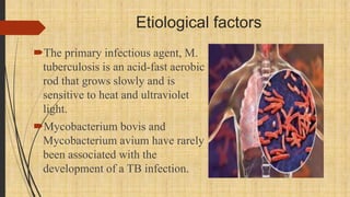 Etiological factors
The primary infectious agent, M.
tuberculosis is an acid-fast aerobic
rod that grows slowly and is
sensitive to heat and ultraviolet
light.
Mycobacterium bovis and
Mycobacterium avium have rarely
been associated with the
development of a TB infection.
 