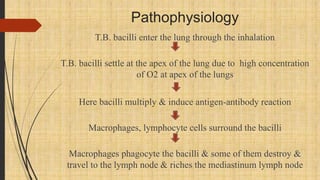 Pathophysiology
T.B. bacilli enter the lung through the inhalation
T.B. bacilli settle at the apex of the lung due to high concentration
of O2 at apex of the lungs
Here bacilli multiply & induce antigen-antibody reaction
Macrophages, lymphocyte cells surround the bacilli
Macrophages phagocyte the bacilli & some of them destroy &
travel to the lymph node & riches the mediastinum lymph node
 