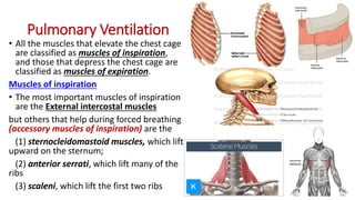 Ventilating Rib Pulmonary ventilation - FINAL (1).pdf