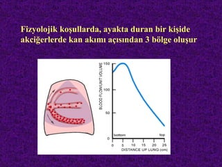 Fizyolojik koşullarda, ayakta duran bir kişide
akciğerlerde kan akımı açısından 3 bölge oluşur
 
