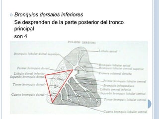 Bronquios dorsales inferiores	Se desprenden de la parte posterior del tronco principal	son 4