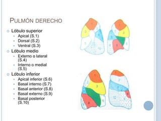 Pulmón derechoLóbulo superiorApical (S.1)Dorsal (S.2)Ventral (S.3)Lóbulo medioExterno o lateral (S.4)Interno o medial (S.5)Lóbulo inferiorApical inferior (S.6)Basal interno (S.7)Basal anterior (S.8)Basal externo (S.9)Basal posterior (S.10)