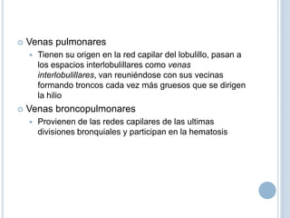 Venas pulmonaresTienen su origen en la red capilar del lobulillo, pasan a los espacios interlobulillares como venas interlobulillares, van reuniéndose con sus vecinas formando troncos cada vez más gruesos que se dirigen la hilioVenas broncopulmonaresProvienen de las redes capilares de las ultimas divisiones bronquiales y participan en la hematosis