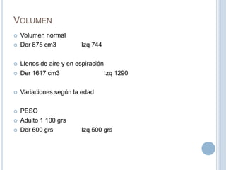 VolumenVolumen normalDer 875 cm3		Izq 744Llenos de aire y en espiraciónDer 1617 cm3		Izq 1290Variaciones según la edadPESOAdulto 1 100 grsDer 600 grsIzq 500 grs