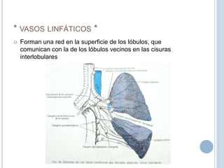 * vasos linfáticos *Forman una red en la superficie de los lóbulos, que comunican con la de los lóbulos vecinos en las cisuras interlobulares