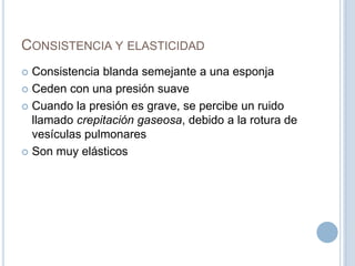 Consistencia y elasticidadConsistencia blanda semejante a una esponjaCeden con una presión suaveCuando la presión es grave, se percibe un ruido llamado crepitación gaseosa, debido a la rotura de vesículas pulmonaresSon muy elásticos