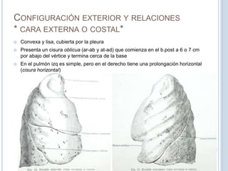Configuración exterior y relaciones* cara externa o costal*Convexa y lisa, cubierta por la pleuraPresenta un cisura oblicua (ar-ab y at-ad) que comienza en el b.post a 6 o 7 cm por abajo del vértice y termina cerca de la baseEn el pulmón izq es simple, pero en el derecho tiene una prolongación horizontal (cisura horizontal)