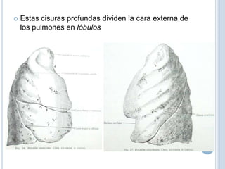 Estas cisuras profundas dividen la cara externa de los pulmones en lóbulos