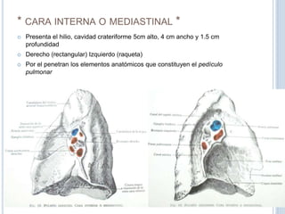 * cara interna o mediastinal *Presenta el hilio, cavidad crateriforme 5cm alto, 4 cm ancho y 1.5 cm profundidadDerecho (rectangular) Izquierdo (raqueta)Por el penetran los elementos anatómicos que constituyen el pedículo pulmonar