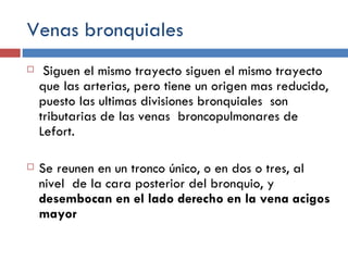 Venas bronquiales Siguen el mismo trayecto siguen el mismo trayecto que las arterias, pero tiene un origen mas reducido, puesto las ultimas divisiones bronquiales  son tributarias de las venas  broncopulmonares de Lefort. Se reunen en un tronco único, o en dos o tres, al nivel  de la cara posterior del bronquio, y  desembocan en el lado derecho en la vena acigos mayor 