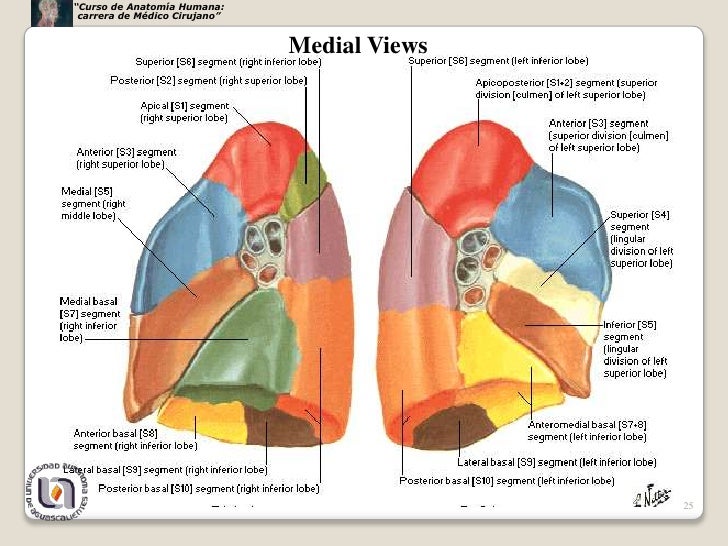 Pulmones