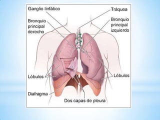 Pulmones 