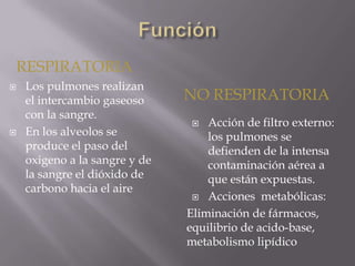 RESPIRATORIA
NO RESPIRATORIA
 Los pulmones realizan
el intercambio gaseoso
con la sangre.
 En los alveolos se
produce el paso del
oxigeno a la sangre y de
la sangre el dióxido de
carbono hacia el aire
 Acción de filtro externo:
los pulmones se
defienden de la intensa
contaminación aérea a
que están expuestas.
 Acciones metabólicas:
Eliminación de fármacos,
equilibrio de acido-base,
metabolismo lipídico
 