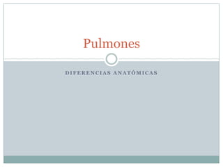 Pulmones
DIFERENCIAS ANATÓMICAS

 