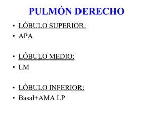 PULMÓN DERECHO
• LÓBULO SUPERIOR:
• APA
• LÓBULO MEDIO:
• LM
• LÓBULO INFERIOR:
• Basal+AMA LP
 