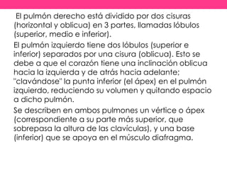 El pulmón derecho está dividido por dos cisuras 
(horizontal y oblicua) en 3 partes, llamadas lóbulos 
(superior, medio e inferior). 
El pulmón izquierdo tiene dos lóbulos (superior e 
inferior) separados por una cisura (oblicua). Esto se 
debe a que el corazón tiene una inclinación oblicua 
hacia la izquierda y de atrás hacia adelante; 
"clavándose" la punta inferior (el ápex) en el pulmón 
izquierdo, reduciendo su volumen y quitando espacio 
a dicho pulmón. 
Se describen en ambos pulmones un vértice o ápex 
(correspondiente a su parte más superior, que 
sobrepasa la altura de las clavículas), y una base 
(inferior) que se apoya en el músculo diafragma. 
 
