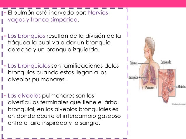 Pulmones, anatomía, función y enfermedades