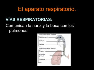 El aparato respiratorio.
VÍAS RESPIRATORIAS:
Comunican la nariz y la boca con los
pulmones.
 