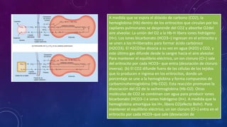 Pulmones | PDF