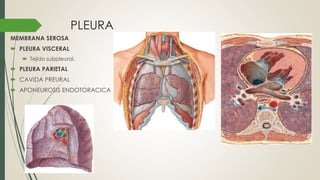 PLEURA
MEMBRANA SEROSA
 PLEURA VISCERAL
 Tejido subpleural.
 PLEURA PARIETAL
 CAVIDA PREURAL
 APONEUROSIS ENDOTORACICA
 
