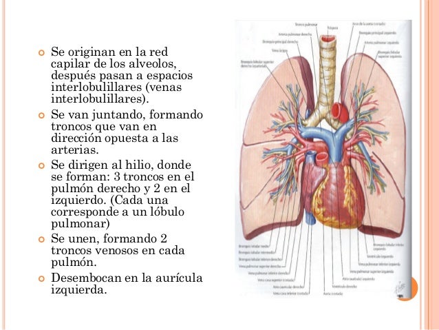 Anatomia De Los Pulmones Ubicacion Forma Y Partes Resumen Imagenes Images