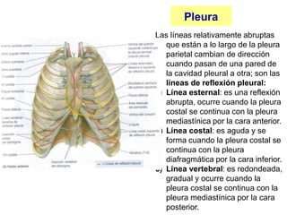 Pleura
Las líneas relativamente abruptas
que están a lo largo de la pleura
parietal cambian de dirección
cuando pasan de una pared de
la cavidad pleural a otra; son las
líneas de reflexión pleural:
a) Línea esternal: es una reflexión
abrupta, ocurre cuando la pleura
costal se continua con la pleura
mediastínica por la cara anterior.
b) Línea costal: es aguda y se
forma cuando la pleura costal se
continua con la pleura
diafragmática por la cara inferior.
c) Línea vertebral: es redondeada,
gradual y ocurre cuando la
pleura costal se continua con la
pleura mediastínica por la cara
posterior.
 