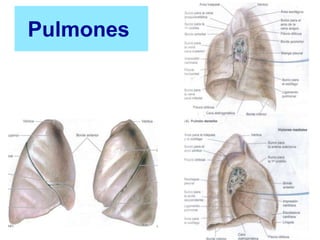 Pulmones
 