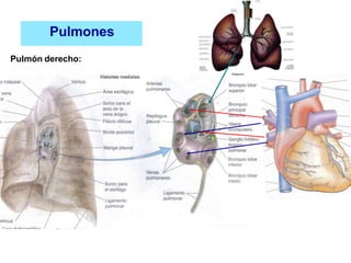 Pulmones
Pulmón derecho:
 