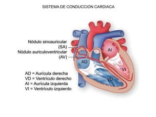 SISTEMA DE CONDUCCION CARDIACA
 