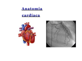 Anatomía
cardíaca
 