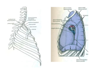 pulmones , corazon 2.pptx