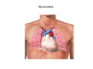 pulmones , corazon 2.pptx