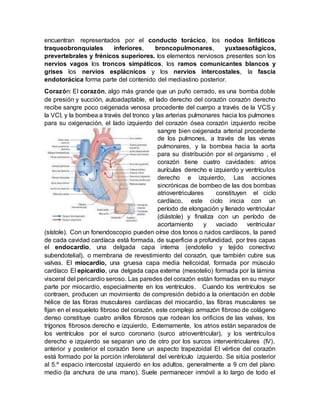 encuentran representados por el conducto torácico, los nodos linfáticos
traqueobronquiales inferiores, broncopulmonares, yuxtaesofágicos,
prevertebrales y frénicos superiores. los elementos nerviosos presentes son los
nervios vagos los troncos simpáticos, los ramos comunicantes blancos y
grises los nervios esplácnicos y los nervios intercostales, la fascia
endotorácica forma parte del contenido del mediastino posterior.
Corazón: El corazón, algo más grande que un puño cerrado, es una bomba doble
de presión y succión, autoadaptable, el lado derecho del corazón corazón derecho
recibe sangre poco oxigenada venosa procedente del cuerpo a través de la VCS y
la VCI, y la bombea a través del tronco y las arterias pulmonares hacia los pulmones
para su oxigenación, el lado izquierdo del corazón ósea corazón izquierdo recibe
sangre bien oxigenada arterial procedente
de los pulmones, a través de las venas
pulmonares, y la bombea hacia la aorta
para su distribución por el organismo , el
corazón tiene cuatro cavidades: atrios
aurículas derecho e izquierdo y ventrículos
derecho e izquierdo, Las acciones
sincrónicas de bombeo de las dos bombas
atrioventriculares constituyen el ciclo
cardíaco, este ciclo inicia con un
período de elongación y llenado ventricular
(diástole) y finaliza con un período de
acortamiento y vaciado ventricular
(sístole). Con un fonendoscopio pueden oírse dos tonos o ruidos cardíacos, la pared
de cada cavidad cardíaca está formada, de superficie a profundidad, por tres capas
el endocardio, una delgada capa interna (endotelio y tejido conectivo
subendotelial), o membrana de revestimiento del corazón, que también cubre sus
valvas. El miocardio, una gruesa capa media helicoidal, formada por músculo
cardíaco El epicardio, una delgada capa externa (mesotelio) formada por la lámina
visceral del pericardio seroso. Las paredes del corazón están formadas en su mayor
parte por miocardio, especialmente en los ventrículos. Cuando los ventrículos se
contraen, producen un movimiento de compresión debido a la orientación en doble
hélice de las fibras musculares cardíacas del miocardio, las fibras musculares se
fijan en el esqueleto fibroso del corazón, este complejo armazón fibroso de colágeno
denso constituye cuatro anillos fibrosos que rodean los orificios de las valvas, los
trígonos fibrosos derecho e izquierdo, Externamente, los atrios están separados de
los ventrículos por el surco coronario (surco atrioventricular), y los ventrículos
derecho e izquierdo se separan uno de otro por los surcos interventriculares (IV),
anterior y posterior el corazón tiene un aspecto trapezoidal El vértice del corazón
está formado por la porción inferolateral del ventrículo izquierdo. Se sitúa posterior
al 5.º espacio intercostal izquierdo en los adultos, generalmente a 9 cm del plano
medio (la anchura de una mano). Suele permanecer inmóvil a lo largo de todo el
 