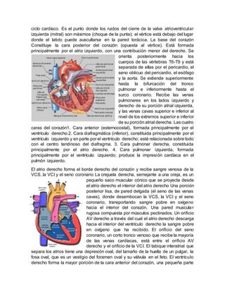ciclo cardíaco. Es el punto donde los ruidos del cierre de la valva atrioventricular
izquierda (mitral) son máximos (choque de la punta); el vértice está debajo del lugar
donde el latido puede auscultarse en la pared torácica. La base del corazón
Constituye la cara posterior del corazón (opuesta al vértice). Está formada
principalmente por el atrio izquierdo, con una contribución menor del derecho. Se
orienta posteriormente hacia los
cuerpos de las vértebras T6-T9 y está
separada de ellas por el pericardio, el
seno oblicuo del pericardio, el esófago
y la aorta. Se extiende superiormente
hasta la bifurcación del tronco
pulmonar e inferiormente hasta el
surco coronario. Recibe las venas
pulmonares en los lados izquierdo y
derecho de su porción atrial izquierda,
y las venas cavas superior e inferior al
nivel de los extremos superior e inferior
de su porción atrial derecha. Las cuatro
caras del corazón1. Cara anterior (esternocostal), formada principalmente por el
ventrículo derecho.2. Cara diafragmática (inferior), constituida principalmente por el
ventrículo izquierdo y en parte por el ventrículo derecho; está relacionada sobre todo
con el centro tendinoso del diafragma. 3. Cara pulmonar derecha, constituida
principalmente por el atrio derecho. 4. Cara pulmonar izquierda, formada
principalmente por el ventrículo izquierdo; produce la impresión cardíaca en el
pulmón izquierdo.
El atrio derecho forma el borde derecho del corazón y recibe sangre venosa de la
VCS, la VCI y el seno coronario La orejuela derecha, semejante a una oreja, es un
pequeño saco muscular cónico que se proyecta desde
el atrio derecho el interior del atrio derecho Una porción
posterior lisa, de pared delgada (el seno de las venas
cavas), donde desembocan la VCS, la VCI y el seno
coronario, transportando sangre pobre en oxígeno
hacia el interior del corazón. Una pared muscular
rugosa compuesta por músculos pectinados. Un orificio
AV derecho a través del cual el atrio derecho descarga
hacia el interior del ventrículo derecho la sangre pobre
en oxígeno que ha recibido. El orificio del seno
coronario, un corto tronco venoso que recibe la mayoría
de las venas cardíacas, está entre el orificio AV
derecho y el orificio de la VCI. El tabique interatrial que
separa los atrios tiene una depresión oval, del tamaño de la huella de un pulgar, la
fosa oval, que es un vestigio del foramen oval y su válvula en el feto. El ventrículo
derecho forma la mayor porción de la cara anterior del corazón, una pequeña parte
 