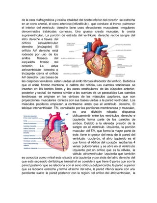 de la cara diafragmática y casi la totalidad del borde inferior del corazón se estrecha
en un cono arterial, el cono arterioso (infundíbulo), que conduce al tronco pulmonar
el interior del ventrículo derecho tiene unas elevaciones musculares irregulares
denominadas trabéculas carnosas. Una gruesa cresta muscular, la cresta
supraventricular, La porción de entrada del ventrículo derecho recibe sangre del
atrio derecho a través del
orificio atrioventricular
derecho (tricúspide) El
orificio AV derecho está
rodeado por uno de los
anillos fibrosos del
esqueleto fibroso del
corazón La valva
atrioventricular derecha o
tricúspide cierra el orificio
AV derecho. Las bases de
las cúspides valvulares están unidas al anillo fibroso alrededor del orificio. Debido a
que el anillo fibroso mantiene el calibre del orificio, Las cuerdas tendinosas se
insertan en los bordes libres y las caras ventriculares de las cúspides anterior,
posterior y septal, de manera similar a las cuerdas de un paracaídas Las cuerdas
tendinosas se originan en los vértices de los músculos papilares, que son
proyecciones musculares cónicas con sus bases unidas a la pared ventricular. Los
músculos papilares empiezan a contraerse antes que el ventrículo derecho, El
tabique interventricular TIV, constituido por las porciones membranosa y muscular,
es una división robusta dispuesta
oblicuamente entre los ventrículos derecho e
izquierdo forma parte de las paredes de
ambos. Debido a la elevada presión de la
sangre en el ventrículo izquierdo, la porción
muscular del TIV, que forma la mayor parte de
este, tiene el grosor del resto de la pared del
ventrículo izquierdo, el atrio izquierdo es el
que forma el vértice del corazón recibe las 4
venas pulomonares y se abre en el ventrículo
izquierdo por un orifico que es la válvula, la
válvula atrioventricular izquierda que también
es conocida como mitral esta situada a la izquierda y por atrás del atrio derecho del
que esta separado del tabique interatrial se considera que tiene 6 pares que son la
pared posterior que se relaciona con el seno oblicuo del pericardio la pared superior
que es redonda estrecha y forma el techo del atrio, la pared inferior reúne con una
pendiente suave la pared posterior con la región del orifico del atrioventricular, la
 