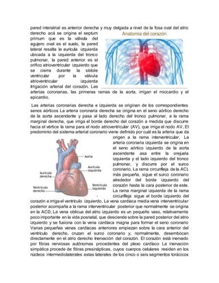 pared interatrial es anterior derecha y muy delgada a nivel de la fosa oval del atrio
derecho acá se origina el septum
primum que es la válvula del
agujero oval es el suelo, la pared
lateral resalta la aurícula izquierda
ubicada a la izquierda del tronco
pulmonar, la pared anterior es el
orifico atrioventricular izquierdo que
se cierra durante la sístole
ventricular por la válvula
atrioventricular izquierda
Irrigación arterial del corazón. Las
arterias coronarias, las primeras ramas de la aorta, irrigan el miocardio y el
epicardio.
Las arterias coronarias derecha e izquierda se originan de los correspondientes
senos aórticos La arteria coronaria derecha se origina en el seno aórtico derecho
de la aorta ascendente y pasa al lado derecho del tronco pulmonar, a la rama
marginal derecha, que irriga el borde derecho del corazón a medida que discurre
hacia el vértice la rama para el nodo atrioventricular (AV), que irriga el nodo AV, El
predominio del sistema arterial coronario viene definido por cuál es la arteria que da
origen a la rama interventricular, La
arteria coronaria izquierda se origina en
el seno aórtico izquierdo de la aorta
ascendente asa entre la orejuela
izquierda y el lado izquierdo del tronco
pulmonar, y discurre por el surco
coronario, La rama circunfleja de la ACI,
más pequeña, sigue el surco coronario
alrededor del borde izquierdo del
corazón hasta la cara posterior de este.
La rama marginal izquierda de la rama
circunfleja sigue el borde izquierdo del
corazón e irriga el ventrículo izquierdo, La vena cardíaca media vena interventricular
posterior acompaña a la rama interventricular posterior que normalmente se origina
en la ACD, La vena oblicua del atrio izquierdo es un pequeño vaso, relativamente
poco importante en la vida posnatal, que desciende sobre la pared posterior del atrio
izquierdo y se fusiona con la vena cardíaca magna para formar el seno coronario
Varias pequeñas venas cardíacas anteriores empiezan sobre la cara anterior del
ventrículo derecho, cruzan el surco coronario y, normalmente, desembocan
directamente en el atrio derecho Inervación del corazón. El corazón está inervado
por fibras nerviosas autónomas procedentes del plexo cardíaco La inervación
simpática procede de fibras presinápticas, cuyos cuerpos celulares residen en los
núcleos intermediolaterales astas laterales de los cinco o seis segmentos torácicos
 
