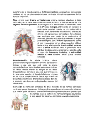 superiores de la médula espinal, y de fibras simpáticas postsinápticas con cuerpos
celulares en los ganglios paravertebrales cervicales y torácicos superiores de los
troncos simpáticos.
Timo el timo es un órgano cervicotorácico impar y mediano, situado en la base
del cuello y en la parte anterior del mediastino superior, el timo es uno de los dos
órganos linfáticos primarios el otro órgano es la medula ósea se desarrolla a partir
de la 3ª bolsa faríngea, el timo entra en regresión a
partir de la pubertad cuando los principales tejidos
linfoides están plenamente desarrollados, en el adulto
el timo está representado por vestigios fibroadiposos
que sustituyen gran parte de su parénquima al
atrofiarse, presenta un cuerpo que concentra la mayor
parte del órgano, con 2 lóbulos aplicados uno contra
el otro y separados por un pleno conectivo oblicuo
hacia atrás y a la izquierda, la extremidad superior
con 2 cuernos ascienden hasta la proximidad de la
glándula tiroides pudieron encontrarse uniendo a ella
a través del ligamento tirotímico, la extremidad
inferior o base bastante ancha puede hallarse
bifurcada
Vascularización: la arteria torácica interna
proporciona la irrigación del timo a través de las ramas
tímicas o una vez que está emite la arteria
pericardiofrénica a partir de ellas nacen rama tímicas,
las venas tímicas drenan su sangre en las venas
braquiocefálicas derecha e izquierda que terminan en
la vena cava superior, el drenaje linfático se originan
en los nodos braquiocefálicos desde aquí la linfa se
dirige hacia los troncos broncomediastínicos derecho
e izquierdo para terminar en los ángulos venosos del
mismo lado
Inervación la inervación simpática del timo depende de los nervios cardíacos
cervicales que se desprenden de los ganglios cervicales superiores medio e inferior
que forman parte del tronco simpático la inervación parasimpática es provista por
los nervios vagos a partir de los nervios laríngeos recurrentes
o bien a partir de los ramos cardíacos cervicales superiores
 