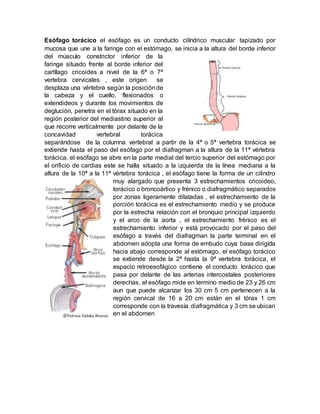 Esófago torácico el esófago es un conducto cilíndrico muscular tapizado por
mucosa que une a la faringe con el estómago, se inicia a la altura del borde inferior
del músculo constrictor inferior de la
faringe situado frente al borde inferior del
cartílago cricoides a nivel de la 6ª o 7ª
vertebra cervicales , este origen se
desplaza una vértebra según la posiciónde
la cabeza y el cuello, flexionados o
extendideos y durante los movimientos de
deglución, penetra en el tórax situado en la
región posterior del mediastino superior al
que recorre verticalmente por delante de la
concavidad vertebral torácica
separándose de la columna vertebral a partir de la 4ª o 5ª vertebra torácica se
extiende hasta el paso del esófago por el diafragman a la altura de la 11ª vértebra
torácica, el esófago se abre en la parte medial del tercio superior del estómago por
el orificio de cardias este se halla situado a la izquierda de la línea mediana a la
altura de la 10ª a la 11ª vértebra torácica , el esófago tiene la forma de un cilindro
muy alargado que presenta 3 estrechamientos cricoideo,
torácico o broncoártico y frénico o diafragmático separados
por zonas ligeramente dilatadas , el estrechamiento de la
porción torácica es el estrechamiento medio y se produce
por la estrecha relación con el bronquio principal izquierdo
y el arco de la aorta , el estrechamiento frénico es el
estrechamiento inferior y está provocado por el paso del
esófago a través del diafragman la parte terminal en el
abdomen adopta una forma de embudo cuya base dirigida
hacia abajo corresponde al estómago, el esófago torácico
se extiende desde la 2ª hasta la 9ª vertebra torácica, el
espacio retroesofágico contiene el conducto torácico que
pasa por delante de las arterias intercostales posteriores
derechas, el esófago mide en termino medio de 23 y 26 cm
aun que puede alcanzar los 30 cm 5 cm pertenecen a la
región cervical de 16 a 20 cm están en el tórax 1 cm
corresponde con la travesía diafragmática y 3 cm se ubican
en el abdomen
 