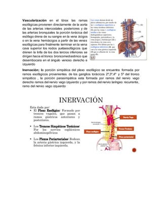 Vascularización en el tórax las ramas
esofágicas provienen directamente de la aorta
de las arterias intercostales posteriores y de
las arterias bronquiales la porción torácica del
esófago drena de su sangre en la vena ácigos
o en la vena hemiácigos a partir de las venas
esofágicas para finalmente terminar en la vena
cava superior los nodos yuxtaesofágicos que
drenen la linfa de los dos tercios inferiores se
dirigen hacia el tronco broncomediastinico que
desembocara en el ángulo venoso derecho e
izquierdo
Inervación; la porción simpática del plexo esofágico se encuentra formada por
ramos esofágicos provenientes de los ganglios torácicos 2º,3º,4º y 5º del tronco
simpático , la porción parasimpática esta formada por ramos del nervio vago
derecho ramos del nervio vago izquierdo y por ramos del nervio laríngeo recurrente,
ramo del nervio vago izquierdo
 