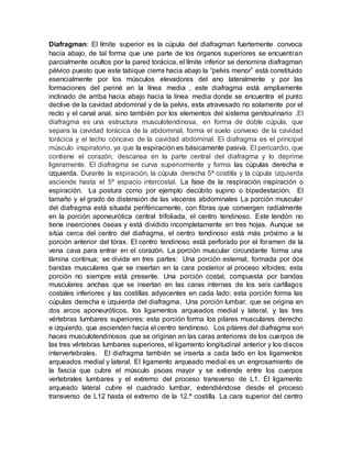 Diafragman: El límite superior es la cúpula del diafragman fuertemente convoca
hacia abajo, de tal forma que une parte de los órganos superiores se encuentran
parcialmente ocultos por la pared torácica, el límite inferior se denomina diafragman
pélvico puesto que este tabique cierra hacia abajo la “pelvis menor” está constituido
esencialmente por los músculos elevadores del ano lateralmente y por las
formaciones del periné en la línea media , este diafragma está ampliamente
inclinado de arriba hacia abajo hacia la línea media donde se encuentra el punto
declive de la cavidad abdominal y de la pelvis, esta atravesado no solamente por el
recto y el canal anal, sino también por los elementos del sistema genitourinario .El
diafragma es una estructura musculotendinosa, en forma de doble cúpula, que
separa la cavidad torácica de la abdominal, forma el suelo convexo de la cavidad
torácica y el techo cóncavo de la cavidad abdominal. El diafragma es el principal
músculo inspiratorio, ya que la espiración es básicamente pasiva. El pericardio, que
contiene el corazón, descansa en la parte central del diafragma y lo deprime
ligeramente. El diafragma se curva superiormente y forma las cúpulas derecha e
izquierda. Durante la espiración, la cúpula derecha 5ª costilla y la cúpula izquierda
asciende hasta el 5º espacio intercostal. La fase de la respiración inspiración o
espiración. La postura como por ejemplo decúbito supino o bipedestación. El
tamaño y el grado de distensión de las vísceras abdominales La porción muscular
del diafragma está situada periféricamente, con fibras que convergen radialmente
en la porción aponeurótica central trifoliada, el centro tendinoso. Este tendón no
tiene inserciones óseas y está dividido incompletamente en tres hojas. Aunque se
sitúa cerca del centro del diafragma, el centro tendinoso está más próximo a la
porción anterior del tórax. El centro tendinoso está perforado por el foramen de la
vena cava para entrar en el corazón. La porción muscular circundante forma una
lámina continua; se divide en tres partes: Una porción esternal, formada por dos
bandas musculares que se insertan en la cara posterior al proceso xifoides; esta
porción no siempre está presente. Una porción costal, compuesta por bandas
musculares anchas que se insertan en las caras internas de los seis cartílagos
costales inferiores y las costillas adyacentes en cada lado; esta porción forma las
cúpulas derecha e izquierda del diafragma. Una porción lumbar, que se origina en
dos arcos aponeuróticos, los ligamentos arqueados medial y lateral, y las tres
vértebras lumbares superiores; esta porción forma los pilares musculares derecho
e izquierdo, que ascienden hacia el centro tendinoso. Los pilares del diafragma son
haces musculotendinosos que se originan en las caras anteriores de los cuerpos de
las tres vértebras lumbares superiores, el ligamento longitudinal anterior y los discos
intervertebrales. El diafragma también se inserta a cada lado en los ligamentos
arqueados medial y lateral. El ligamento arqueado medial es un engrosamiento de
la fascia que cubre el músculo psoas mayor y se extiende entre los cuerpos
vertebrales lumbares y el extremo del proceso transverso de L1. El ligamento
arqueado lateral cubre el cuadrado lumbar, extendiéndose desde el proceso
transverso de L12 hasta el extremo de la 12.ª costilla. La cara superior del centro
 