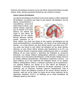 tendinoso del diafragma se fusiona con la cara inferior del pericardio fibroso, la parte
externa, fuerte, del saco pericárdico fibroseroso que contiene al corazón.
Vasos y nervios del diafragma
Las arterias del diafragma se ramifican en las caras superior e inferior abdominal
del diafragma. Las arterias que irrigan la cara superior del diafragma. Son las
arterias pericardiofrénica y
musculofrénica, ramas de la
arteria torácica interna, y las
arterias frénicas superiores
que se originan en la aorta
torácica. Las arterias que
irrigan la cara inferior del
diafragma son las arterias
frénicas inferiores, también
pueden originarse en el
tronco celíaco. Las venas que drenan la cara superior del diafragma son las
venas pericardiofrénicas y musculofrénicas, que drenan en las venas torácicas
internas, y en el lado derecho una vena frénica superior, que drena en la VCI.
Las venas que drenan la cara inferior del diafragma son las venas frénicas
inferiores. La vena frénica inferior derecha suele desembocar en la VCI. Las
venas frénicas derecha e izquierda pueden anastomosarse entre sí. Los plexos
linfáticos de las caras torácica y abdominal del diafragma se comunican
libremente. Los nódulos linfáticos diafragmáticos anteriores y posteriores se
encuentran en la cara torácica del diafragma. La linfa de estos nódulos drena en
los nódulos linfáticos paraesternales, mediastínicos posteriores y frénicos. Los
vasos linfáticos de la cara abdominal del diafragma drenan en los nódulos
linfáticos diafragmáticos, frénicos y lumbares superiores (de la cava/aórticos).
Los capilares linfáticos son densos en la cara inferior del diafragma, y
constituyen el principal medio de absorción del líquido peritoneal y de las
sustancias que se introducen mediante inyección intraperitoneal. Toda la
inervación motora del diafragma procede de los nervios frénicos derecho e
izquierdo, cada uno de los cuales se origina de los ramos anteriores de los
segmentos medulares C3-C5 y se distribuye por la mitad homolateral del
diafragma desde su cara inferior.
 