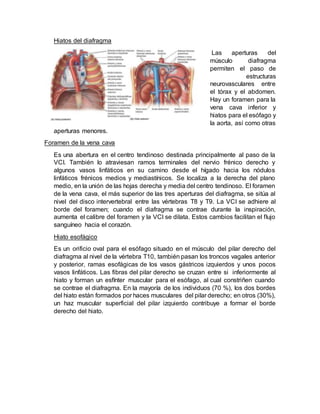Hiatos del diafragma
Las aperturas del
músculo diafragma
permiten el paso de
estructuras
neurovasculares entre
el tórax y el abdomen.
Hay un foramen para la
vena cava inferior y
hiatos para el esófago y
la aorta, así como otras
aperturas menores.
Foramen de la vena cava
Es una abertura en el centro tendinoso destinada principalmente al paso de la
VCI. También lo atraviesan ramos terminales del nervio frénico derecho y
algunos vasos linfáticos en su camino desde el hígado hacia los nódulos
linfáticos frénicos medios y mediastínicos. Se localiza a la derecha del plano
medio, en la unión de las hojas derecha y media del centro tendinoso. El foramen
de la vena cava, el más superior de las tres aperturas del diafragma, se sitúa al
nivel del disco intervertebral entre las vértebras T8 y T9. La VCI se adhiere al
borde del foramen; cuando el diafragma se contrae durante la inspiración,
aumenta el calibre del foramen y la VCI se dilata. Estos cambios facilitan el flujo
sanguíneo hacia el corazón.
Hiato esofágico
Es un orificio oval para el esófago situado en el músculo del pilar derecho del
diafragma al nivel de la vértebra T10, también pasan los troncos vagales anterior
y posterior, ramas esofágicas de los vasos gástricos izquierdos y unos pocos
vasos linfáticos. Las fibras del pilar derecho se cruzan entre si inferiormente al
hiato y forman un esfínter muscular para el esófago, al cual constriñen cuando
se contrae el diafragma. En la mayoría de los individuos (70 %), los dos bordes
del hiato están formados por haces musculares del pilar derecho; en otros (30%),
un haz muscular superficial del pilar izquierdo contribuye a formar el borde
derecho del hiato.
 