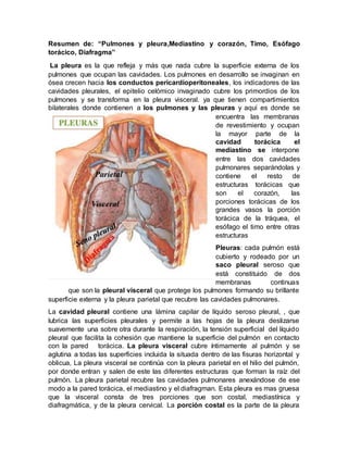Resumen de: “Pulmones y pleura,Mediastino y corazón, Timo, Esófago
torácico, Diafragma”
La pleura es la que refleja y más que nada cubre la superficie externa de los
pulmones que ocupan las cavidades. Los pulmones en desarrollo se invaginan en
ósea crecen hacia los conductos pericardioperitoneales, los indicadores de las
cavidades pleurales, el epitelio celómico invaginado cubre los primordios de los
pulmones y se transforma en la pleura visceral. ya que tienen compartimientos
bilaterales donde contienen a los pulmones y las pleuras y aquí es donde se
encuentra las membranas
de revestimiento y ocupan
la mayor parte de la
cavidad torácica el
mediastino se interpone
entre las dos cavidades
pulmonares separándolas y
contiene el resto de
estructuras torácicas que
son el corazón, las
porciones torácicas de los
grandes vasos la porción
torácica de la tráquea, el
esófago el timo entre otras
estructuras
Pleuras: cada pulmón está
cubierto y rodeado por un
saco pleural seroso que
está constituido de dos
membranas continuas
que son la pleural visceral que protege los pulmones formando su brillante
superficie externa y la pleura parietal que recubre las cavidades pulmonares.
La cavidad pleural contiene una lámina capilar de líquido seroso pleural, , que
lubrica las superficies pleurales y permite a las hojas de la pleura deslizarse
suavemente una sobre otra durante la respiración, la tensión superficial del líquido
pleural que facilita la cohesión que mantiene la superficie del pulmón en contacto
con la pared torácica. La pleura visceral cubre íntimamente al pulmón y se
aglutina a todas las superficies incluida la situada dentro de las fisuras horizontal y
oblicua, La pleura visceral se continúa con la pleura parietal en el hilio del pulmón,
por donde entran y salen de este las diferentes estructuras que forman la raíz del
pulmón. La pleura parietal recubre las cavidades pulmonares anexándose de ese
modo a la pared torácica, el mediastino y el diafragman. Esta pleura es mas gruesa
que la visceral consta de tres porciones que son costal, mediastínica y
diafragmática, y de la pleura cervical. La porción costal es la parte de la pleura
 