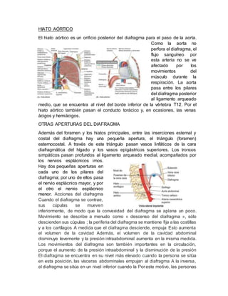 HIATO AÓRTICO
El hiato aórtico es un orificio posterior del diafragma para el paso de la aorta.
Como la aorta no
perfora el diafragma, el
flujo sanguíneo por
esta arteria no se ve
afectado por los
movimientos del
músculo durante la
respiración. La aorta
pasa entre los pilares
del diafragma posterior
al ligamento arqueado
medio, que se encuentra al nivel del borde inferior de la vértebra T12. Por el
hiato aórtico también pasan el conducto torácico y, en ocasiones, las venas
ácigos y hemiácigos.
OTRAS APERTURAS DEL DIAFRAGMA
Además del foramen y los hiatos principales, entre las inserciones esternal y
costal del diafragma hay una pequeña apertura, el triángulo (foramen)
esternocostal. A través de este triángulo pasan vasos linfáticos de la cara
diafragmática del hígado y los vasos epigástricos superiores. Los troncos
simpáticos pasan profundos al ligamento arqueado medial, acompañados por
los nervios esplácnicos imos.
Hay dos pequeñas aperturas en
cada uno de los pilares del
diafragma; por uno de ellos pasa
el nervio esplácnico mayor, y por
el otro el nervio esplácnico
menor. Acciones del diafragma
Cuando el diafragma se contrae,
sus cúpulas se mueven
inferiormente, de modo que la convexidad del diafragma se aplana un poco.
Movimiento se describe a menudo como « descenso del diafragma », sólo
descienden sus cúpulas ; la periferia del diafragma se mantiene fija a las costillas
y a los cartílagos A medida que el diafragma desciende, empuja Esto aumenta
el volumen de la cavidad Además, el volumen de la cavidad abdominal
disminuye levemente y la presión intraabdominal aumenta en la misma medida.
Los movimientos del diafragma son también importantes en la circulación,
porque el aumento de la presión intraabdominal y la disminución de la presión
El diafragma se encuentra en su nivel más elevado cuando la persona se sitúa
en esta posición, las vísceras abdominales empujan al diafragma A la inversa,
el diafragma se sitúa en un nivel inferior cuando la Por este motivo, las personas
 
