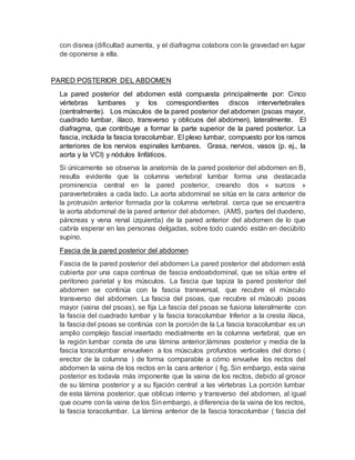 con disnea (dificultad aumenta, y el diafragma colabora con la gravedad en lugar
de oponerse a ella.
PARED POSTERIOR DEL ABDOMEN
La pared posterior del abdomen está compuesta principalmente por: Cinco
vértebras lumbares y los correspondientes discos intervertebrales
(centralmente). Los músculos de la pared posterior del abdomen (psoas mayor,
cuadrado lumbar, ilíaco, transverso y oblicuos del abdomen), lateralmente. El
diafragma, que contribuye a formar la parte superior de la pared posterior. La
fascia, incluida la fascia toracolumbar. El plexo lumbar, compuesto por los ramos
anteriores de los nervios espinales lumbares. Grasa, nervios, vasos (p. ej., la
aorta y la VCI) y nódulos linfáticos.
Si únicamente se observa la anatomía de la pared posterior del abdomen en B,
resulta evidente que la columna vertebral lumbar forma una destacada
prominencia central en la pared posterior, creando dos « surcos »
paravertebrales a cada lado. La aorta abdominal se sitúa en la cara anterior de
la protrusión anterior formada por la columna vertebral. cerca que se encuentra
la aorta abdominal de la pared anterior del abdomen. (AMS, partes del duodeno,
páncreas y vena renal izquierda) de la pared anterior del abdomen de lo que
cabría esperar en las personas delgadas, sobre todo cuando están en decúbito
supino.
Fascia de la pared posterior del abdomen
Fascia de la pared posterior del abdomen La pared posterior del abdomen está
cubierta por una capa continua de fascia endoabdominal, que se sitúa entre el
peritoneo parietal y los músculos. La fascia que tapiza la pared posterior del
abdomen se continúa con la fascia transversal, que recubre el músculo
transverso del abdomen. La fascia del psoas, que recubre el músculo psoas
mayor (vaina del psoas), se fija La fascia del psoas se fusiona lateralmente con
la fascia del cuadrado lumbar y la fascia toracolumbar Inferior a la cresta ilíaca,
la fascia del psoas se continúa con la porción de la La fascia toracolumbar es un
amplio complejo fascial insertado medialmente en la columna vertebral, que en
la región lumbar consta de una lámina anterior,láminas posterior y media de la
fascia toracolumbar envuelven a los músculos profundos verticales del dorso (
erector de la columna ) de forma comparable a cómo envuelve los rectos del
abdomen la vaina de los rectos en la cara anterior ( fig. Sin embargo, esta vaina
posterior es todavía más imponente que la vaina de los rectos, debido al grosor
de su lámina posterior y a su fijación central a las vértebras La porción lumbar
de esta lámina posterior, que oblicuo interno y transverso del abdomen, al igual
que ocurre con la vaina de los Sinembargo, a diferencia de la vaina de los rectos,
la fascia toracolumbar. La lámina anterior de la fascia toracolumbar ( fascia del
 
