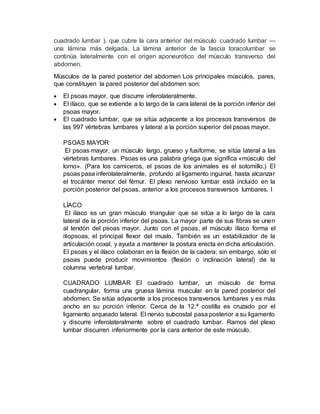 cuadrado lumbar ), que cubre la cara anterior del músculo cuadrado lumbar —
una lámina más delgada. La lámina anterior de la fascia toracolumbar se
continúa lateralmente con el origen aponeurótico del músculo transverso del
abdomen.
Músculos de la pared posterior del abdomen Los principales músculos, pares,
que constituyen la pared posterior del abdomen son:
 El psoas mayor, que discurre inferolateralmente.
 El ilíaco, que se extiende a lo largo de la cara lateral de la porción inferior del
psoas mayor.
 El cuadrado lumbar, que se sitúa adyacente a los procesos transversos de
las 997 vértebras lumbares y lateral a la porción superior del psoas mayor.
PSOAS MAYOR
El psoas mayor, un músculo largo, grueso y fusiforme, se sitúa lateral a las
vértebras lumbares. Psoas es una palabra griega que significa «músculo del
lomo». (Para los carniceros, el psoas de los animales es el solomillo.) El
psoas pasa inferolateralmente, profundo al ligamento inguinal, hasta alcanzar
el trocánter menor del fémur. El plexo nervioso lumbar está incluido en la
porción posterior del psoas, anterior a los procesos transversos lumbares. I
LÍACO
El ilíaco es un gran músculo triangular que se sitúa a lo largo de la cara
lateral de la porción inferior del psoas. La mayor parte de sus fibras se unen
al tendón del psoas mayor. Junto con el psoas, el músculo ilíaco forma el
iliopsoas, el principal flexor del muslo. También es un estabilizador de la
articulación coxal, y ayuda a mantener la postura erecta en dicha articulación.
El psoas y el ilíaco colaboran en la flexión de la cadera; sin embargo, sólo el
psoas puede producir movimientos (flexión o inclinación lateral) de la
columna vertebral lumbar.
CUADRADO LUMBAR El cuadrado lumbar, un músculo de forma
cuadrangular, forma una gruesa lámina muscular en la pared posterior del
abdomen. Se sitúa adyacente a los procesos transversos lumbares y es más
ancho en su porción inferior. Cerca de la 12.ª costilla es cruzado por el
ligamento arqueado lateral. El nervio subcostal pasa posterior a su ligamento
y discurre inferolateralmente sobre el cuadrado lumbar. Ramos del plexo
lumbar discurren inferiormente por la cara anterior de este músculo.
 