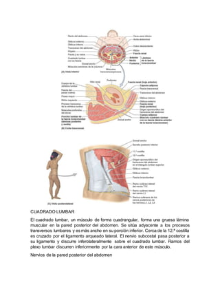 CUADRADO LUMBAR
El cuadrado lumbar, un músculo de forma cuadrangular, forma una gruesa lámina
muscular en la pared posterior del abdomen. Se sitúa adyacente a los procesos
transversos lumbares y es más ancho en su porción inferior. Cerca de la 12.ª costilla
es cruzado por el ligamento arqueado lateral. El nervio subcostal pasa posterior a
su ligamento y discurre inferolateralmente sobre el cuadrado lumbar. Ramos del
plexo lumbar discurren inferiormente por la cara anterior de este músculo.
Nervios de la pared posterior del abdomen
 